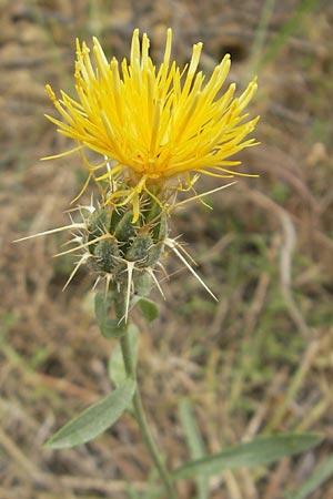 Centaurea ornata \ Zierliche Flockenblume / Decorated Knapweed, E Sang&uuml;esa 18.8.2011