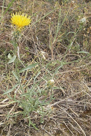 Centaurea ornata \ Zierliche Flockenblume / Decorated Knapweed, E Sang&uuml;esa 18.8.2011