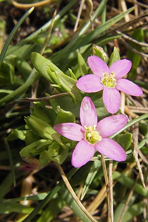Centaurium pulchellum \ Kleines Tausendgldenkraut / Branched Centaury, E Asturien/Asturia Ribadesella 10.8.2012