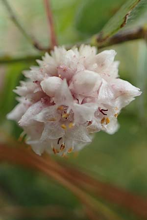 Cuscuta epithymum \ Quendel-Seide, E Pyrenäen, Prat de Cadi 6.8.2018