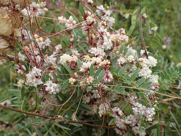 Cuscuta epithymum \ Quendel-Seide, E Pyrenäen, Prat de Cadi 6.8.2018