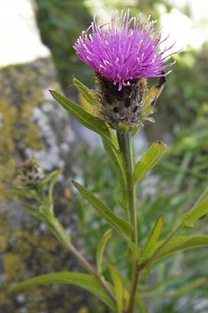 Centaurea nigra \ Schwarze Flockenblume / Common Knapweed, Lesser Knapweed, E Lekeitio 6.8.2012