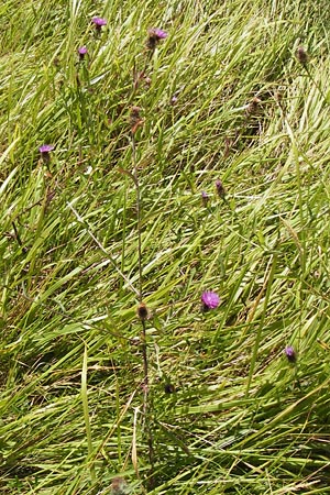 Centaurea nigra \ Schwarze Flockenblume / Common Knapweed, Lesser Knapweed, E Lekeitio 6.8.2012