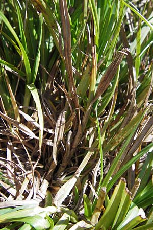 Carex lachenalii \ Lachenals Segge / Hare's-Foot Sedge, E Picos de Europa, Posada de Valdeon 13.8.2012