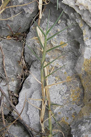 Cynodon dactylon \ Hundszahn-Gras / Bermuda Grass, Cocksfoot Grass, E Asturien/Asturia Ribadesella 10.8.2012
