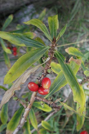 Daphne mezereum \ Seidelbast / Mezereon, E Pyrenäen/Pyrenees, Caldes de Boi 18.8.2006