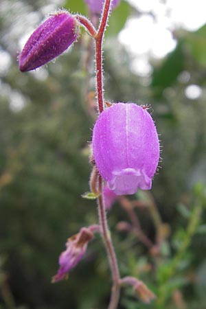 Daboecia cantabrica \ Glockenheide / Irish Heath, E Bermeo 17.8.2011