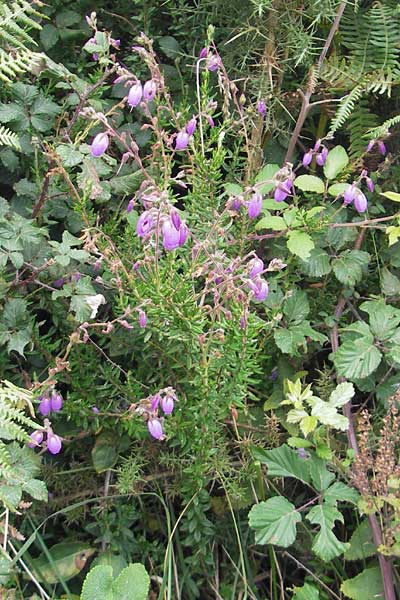 Daboecia cantabrica \ Glockenheide / Irish Heath, E Bermeo 17.8.2011