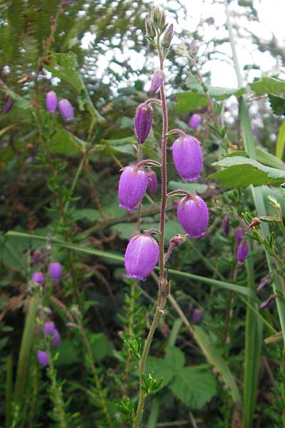 Daboecia cantabrica \ Glockenheide / Irish Heath, E Bermeo 17.8.2011