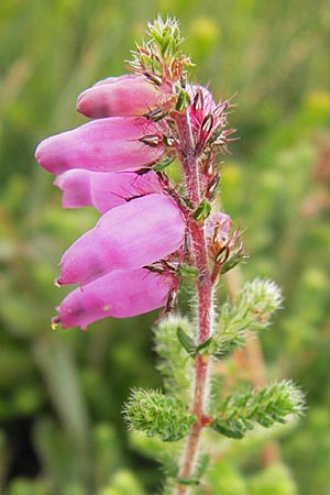 Erica ciliaris \ Gewimperte Heide / Ciliated Heath, Dorset Heath, E Asturien/Asturia Ribadesella 10.8.2012