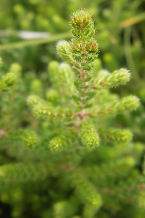 Erica ciliaris \ Gewimperte Heide / Ciliated Heath, Dorset Heath, E Asturien/Asturia Ribadesella 10.8.2012