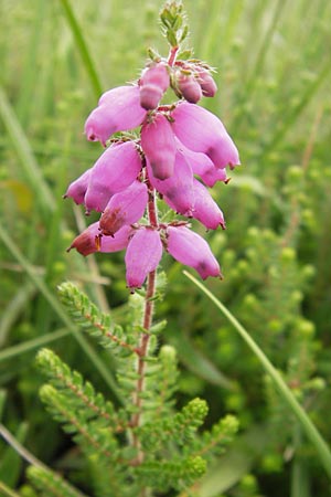 Erica ciliaris \ Gewimperte Heide / Ciliated Heath, Dorset Heath, E Asturien/Asturia Ribadesella 10.8.2012