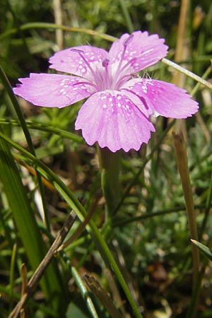 Dianthus deltoides \ Heide-Nelke / Maiden Pink, E Pyrenäen/Pyrenees, Hecho - Tal / Valley 19.8.2011
