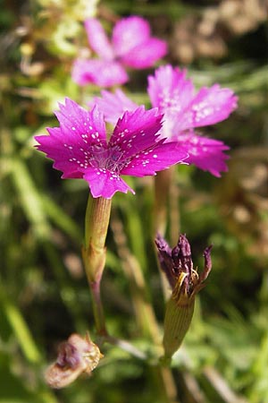 Dianthus deltoides \ Heide-Nelke / Maiden Pink, E Picos de Europa, Posada de Valdeon 13.8.2012