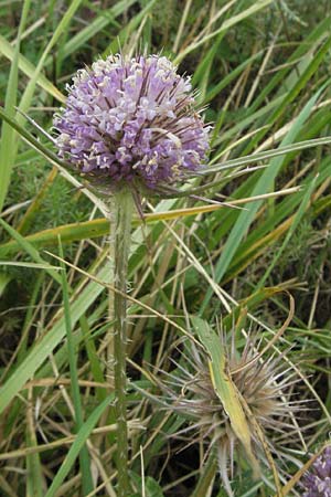 Dipsacus fullonum \ Wilde Karde / Wild Teasel, E Pyrenäen/Pyrenees, Castejon de Sos 17.8.2006