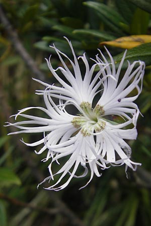 Dianthus monspessulanus \ Montpellier-Nelke / White Cluster, E Pyren&auml;en/Pyrenees, Ordesa 23.8.2011