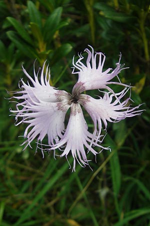 Dianthus monspessulanus \ Montpellier-Nelke / White Cluster, E Pyren&auml;en/Pyrenees, Ordesa 23.8.2011