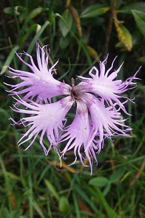 Dianthus monspessulanus \ Montpellier-Nelke / White Cluster, E Pyren&auml;en/Pyrenees, Ordesa 23.8.2011