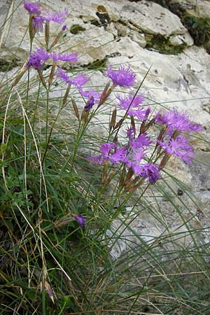 Dianthus monspessulanus \ Montpellier-Nelke / White Cluster, E Picos de Europa, Covadonga 7.8.2012