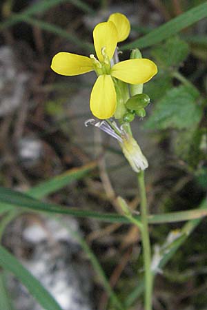 Coincya monensis subsp. montana \ Berg-Lacksenf / Mountain Wallflower Cabbage, E Pyrenäen/Pyrenees, Caldes de Boi 16.8.2006