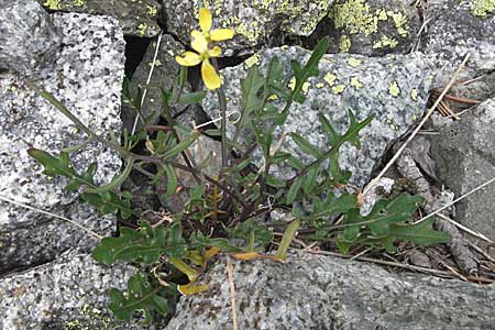 Coincya monensis subsp. montana \ Berg-Lacksenf / Mountain Wallflower Cabbage, E Pyrenäen/Pyrenees, Caldes de Boi 16.8.2006