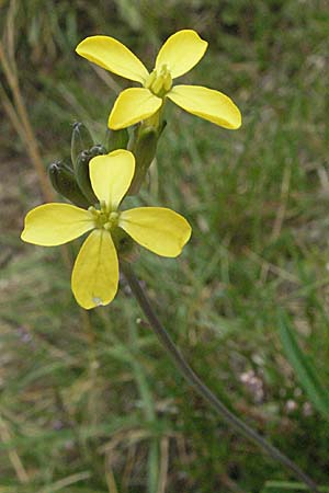 Coincya monensis subsp. montana \ Berg-Lacksenf / Mountain Wallflower Cabbage, E Pyrenäen/Pyrenees, Caldes de Boi 16.8.2006