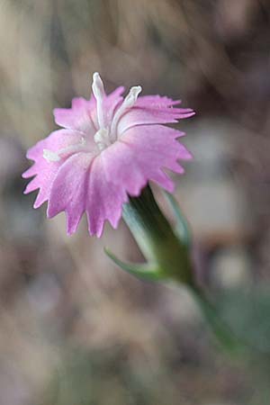 Dianthus multiceps \ Vielk&ouml;pfige Nelke / Many-Headed Pink, E Pyren&auml;en/Pyrenees, Castellar de N'Hug 5.8.2018