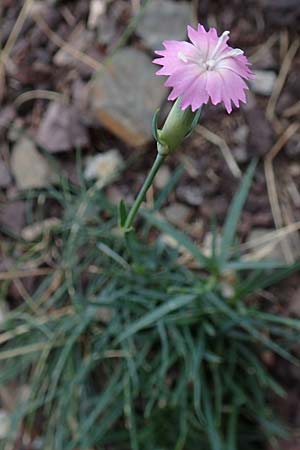 Dianthus multiceps \ Vielk&ouml;pfige Nelke / Many-Headed Pink, E Pyren&auml;en/Pyrenees, Castellar de N'Hug 5.8.2018