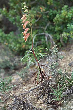 Digitalis obscura \ Spanischer Fingerhut / Spanish Rusty Foxgloves, Willow-leaf Foxgloves, E Sierra de Gudar 1.7.1998