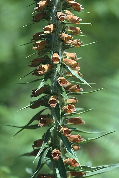 Digitalis parviflora \ Kleinbl&uuml;tiger Fingerhut / Spanish Foxgloves, Chocolate Foxgloves, E Prov. Burgos,  Incinillas 26.6.2001