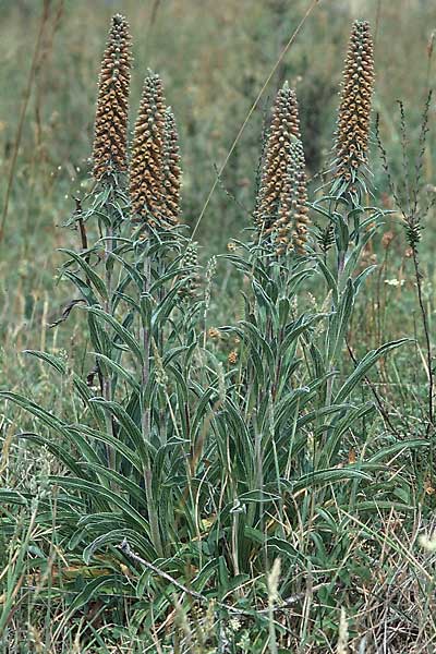 Digitalis parviflora \ Kleinbl&uuml;tiger Fingerhut / Spanish Foxgloves, Chocolate Foxgloves, E Prov. Burgos,  Cidad de Ebro 27.6.2001