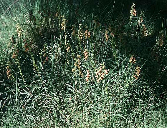 Digitalis obscura \ Spanischer Fingerhut / Spanish Rusty Foxgloves, Willow-leaf Foxgloves, E Prov. Teruel, La Iglesuela del Cid 19.6.2003