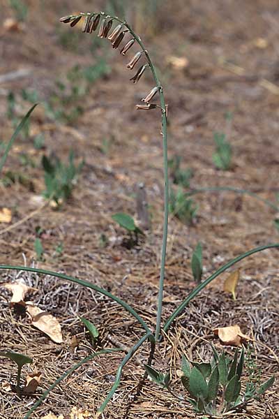 Dipcadi serotinum \ Schweifblatt / Dipcadi, Brown Bluebell, E Coin 20.4.1999