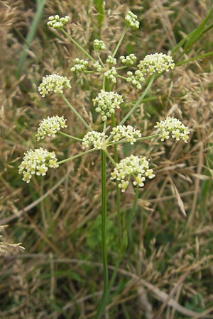 Seseli cantabricum \ Kantabrischer Bergfenchel / Cantabrian Seseli, E Zarautz 18.8.2011