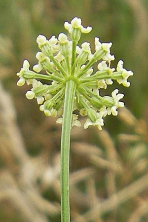 Seseli cantabricum \ Kantabrischer Bergfenchel / Cantabrian Seseli, E Zarautz 18.8.2011
