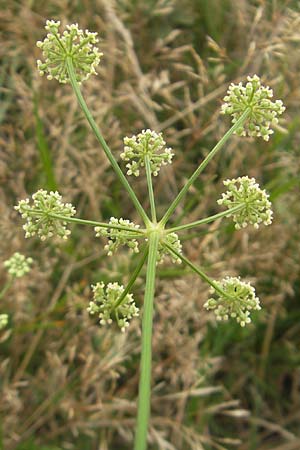 Seseli cantabricum \ Kantabrischer Bergfenchel / Cantabrian Seseli, E Zarautz 18.8.2011
