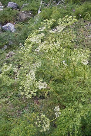Ligusticum lucidum \ Gl&auml;nzender Liebstock / Lovage, E Pyren&auml;en/Pyrenees, Ordesa 23.8.2011
