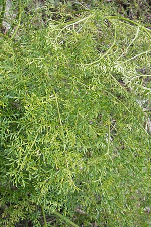 Ligusticum lucidum \ Gl&auml;nzender Liebstock / Lovage, E Pyren&auml;en/Pyrenees, Ordesa 23.8.2011