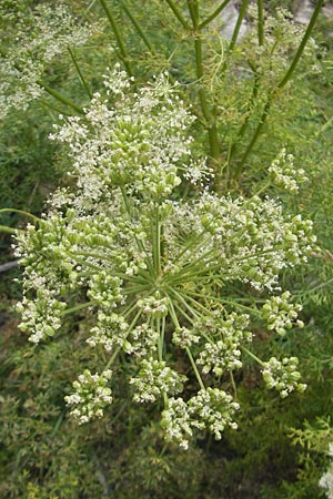 Ligusticum lucidum \ Gl&auml;nzender Liebstock / Lovage, E Pyren&auml;en/Pyrenees, Ordesa 23.8.2011