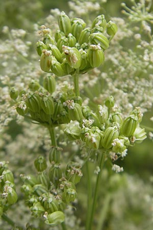 Ligusticum lucidum \ Gl&auml;nzender Liebstock / Lovage, E Pyren&auml;en/Pyrenees, Ordesa 23.8.2011