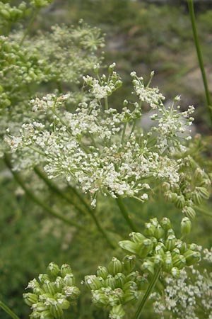 Ligusticum lucidum \ Gl&auml;nzender Liebstock / Lovage, E Pyren&auml;en/Pyrenees, Ordesa 23.8.2011