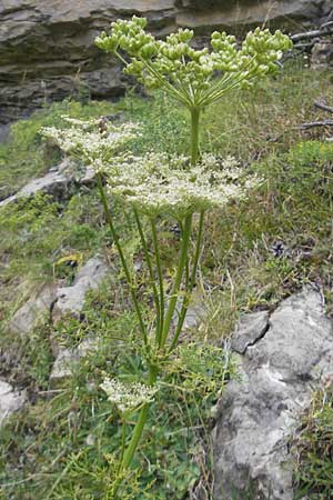 Ligusticum lucidum \ Gl&auml;nzender Liebstock / Lovage, E Pyren&auml;en/Pyrenees, Ordesa 23.8.2011