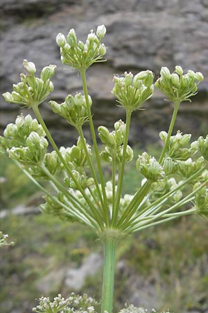 Ligusticum lucidum \ Gl&auml;nzender Liebstock / Lovage, E Pyren&auml;en/Pyrenees, Ordesa 23.8.2011