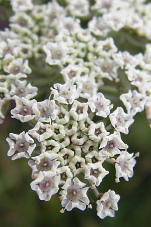 Laserpitium prutenicum subsp. dufourianum \ Dufours Laserkraut / Dufour's Sermountain, E Asturien/Asturia Ribadesella 10.8.2012