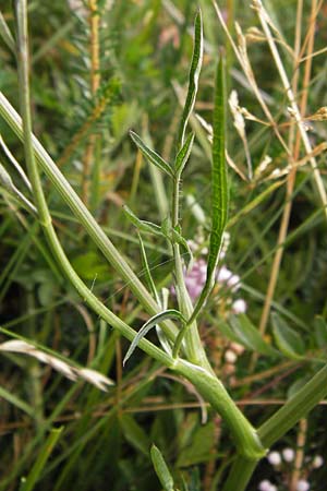 Laserpitium prutenicum subsp. dufourianum \ Dufours Laserkraut / Dufour's Sermountain, E Asturien/Asturia Ribadesella 10.8.2012