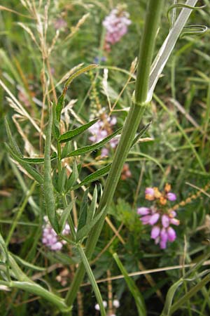 Laserpitium prutenicum subsp. dufourianum \ Dufours Laserkraut / Dufour's Sermountain, E Asturien/Asturia Ribadesella 10.8.2012