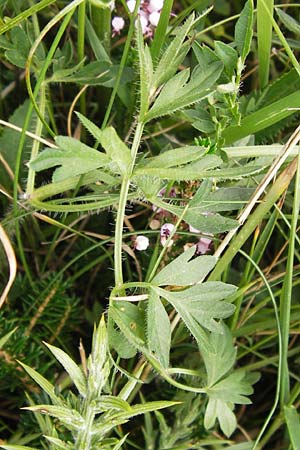 Laserpitium prutenicum subsp. dufourianum \ Dufours Laserkraut / Dufour's Sermountain, E Asturien/Asturia Ribadesella 10.8.2012