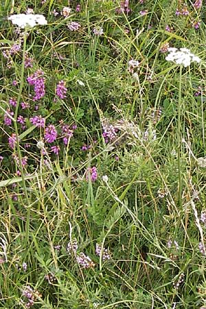 Laserpitium prutenicum subsp. dufourianum \ Dufours Laserkraut / Dufour's Sermountain, E Asturien/Asturia Ribadesella 10.8.2012