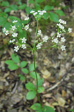 Physospermum cornubiense \ Blasensame / Cornish Bladderseed, E Picos de Europa, Potes 16.8.2012
