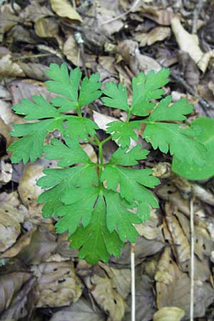 Physospermum cornubiense \ Blasensame / Cornish Bladderseed, E Picos de Europa, Potes 16.8.2012
